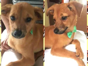 Cachorro raça Sem raça definida idade 7 a 11 meses nome Kiko