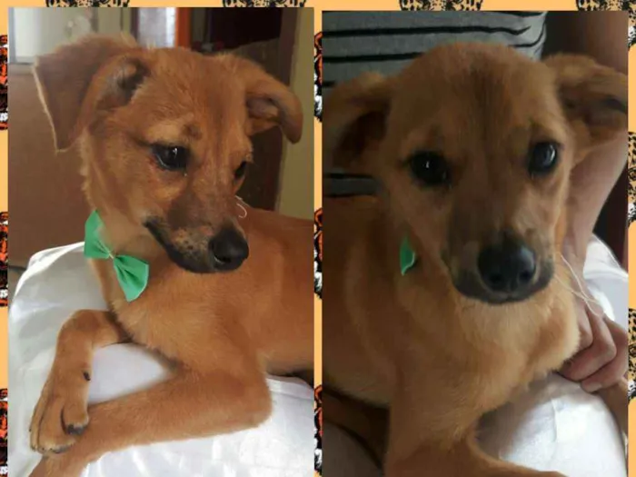 Cachorro ra a Sem raça definida idade 7 a 11 meses nome Kiko