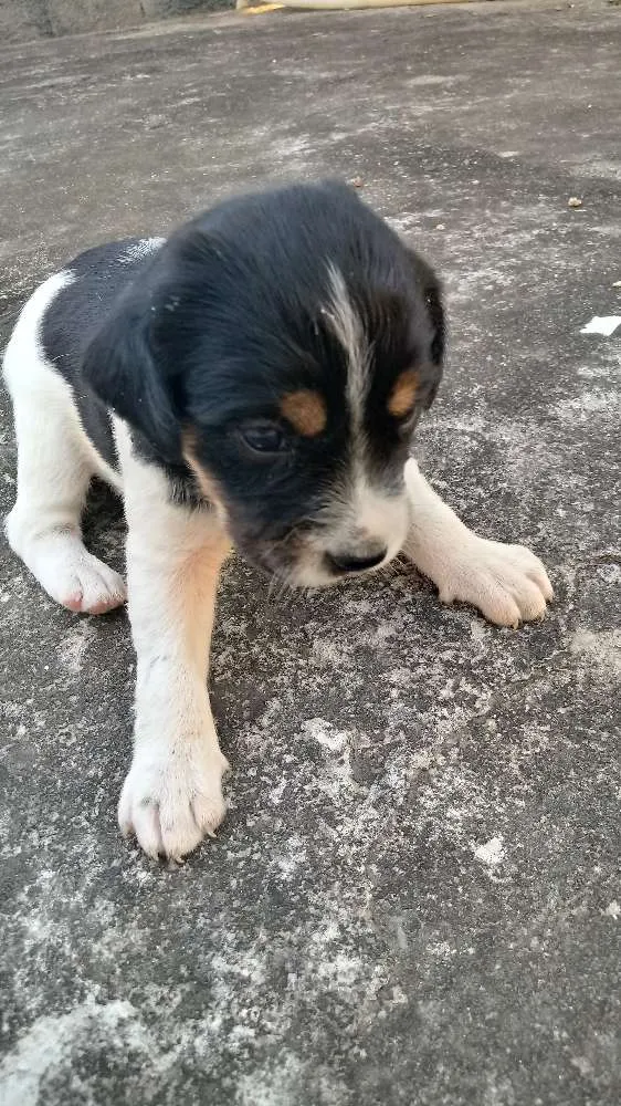 Cachorro raça Labrador com viralata idade Abaixo de 2 meses nome Sem nome