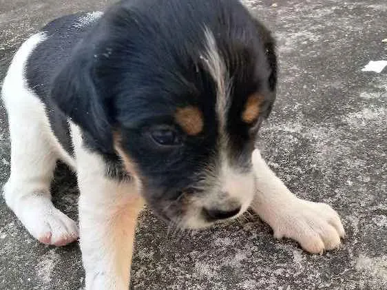 Cachorro raça Labrador com viralata idade Abaixo de 2 meses nome Sem nome