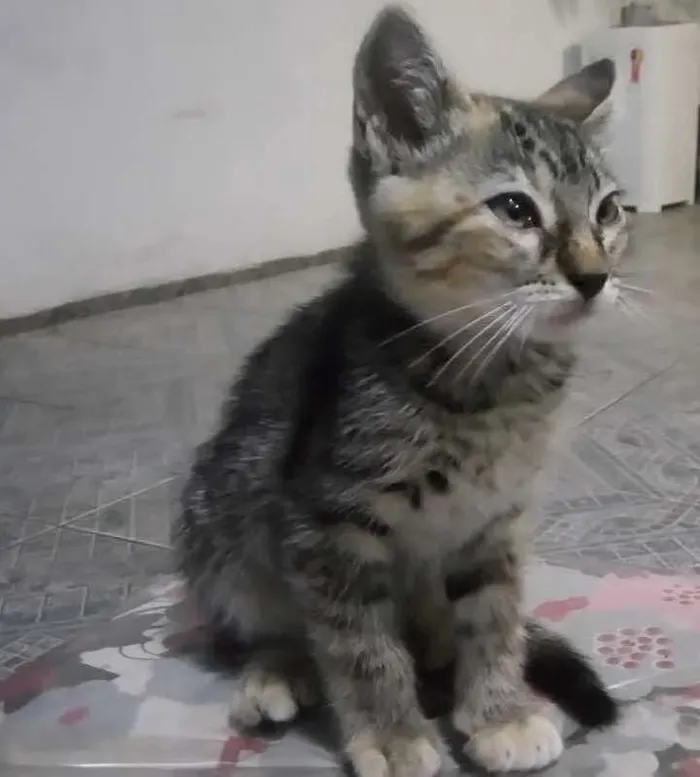 Gato ra a Sem raça idade 2 a 6 meses nome Sem nome