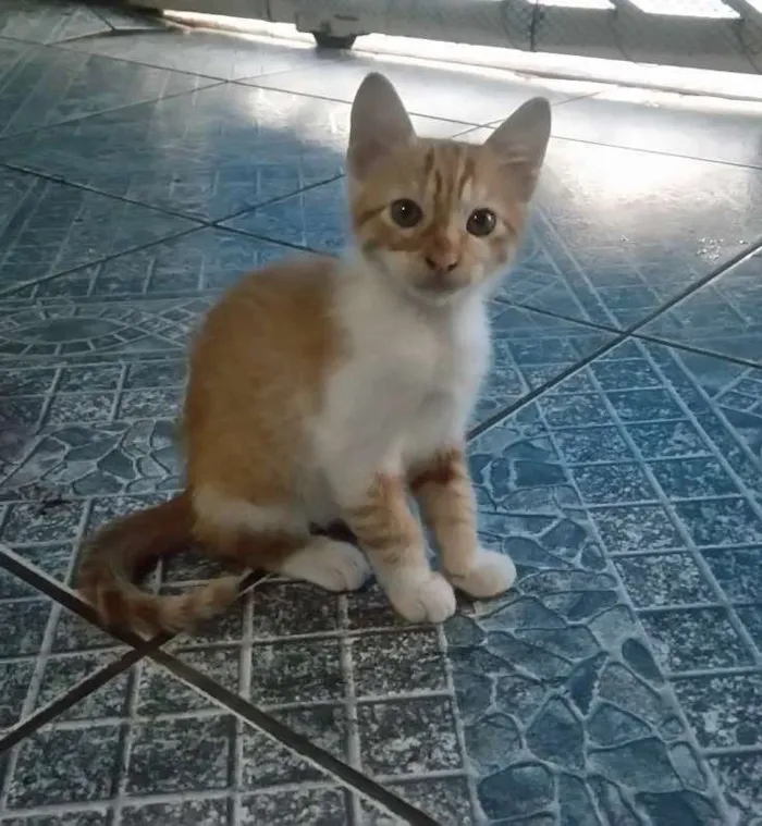 Gato ra a Sem raça idade 2 a 6 meses nome Sem nome