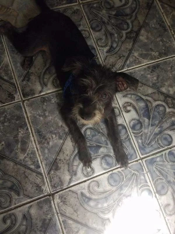 Cachorro raça Vira lata idade 2 a 6 meses nome Sem Nome