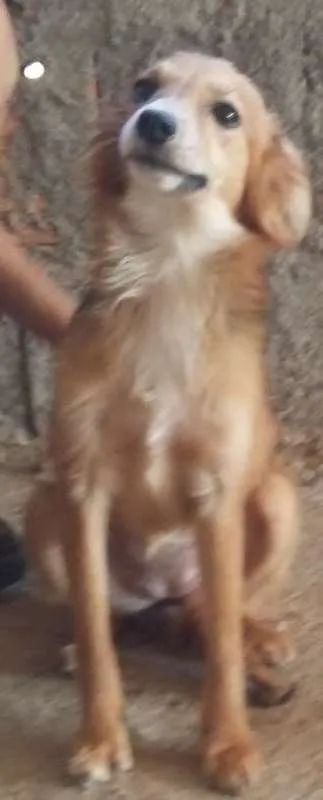 Cachorro raça  idade 1 ano nome -