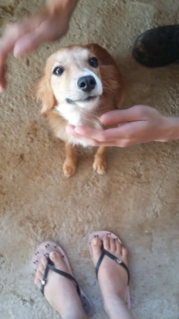 Cachorro raça  idade 1 ano nome -