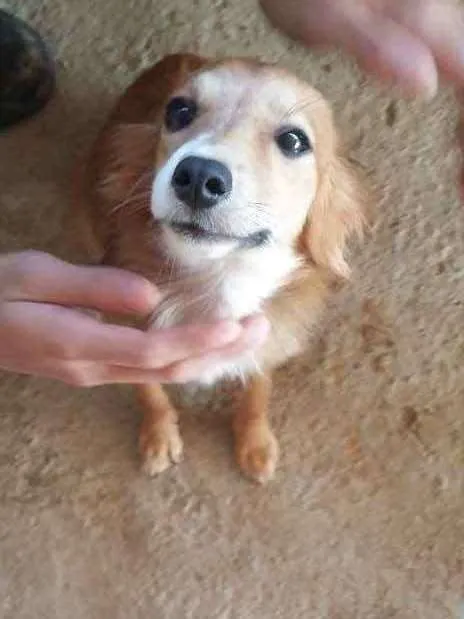 Cachorro raça  idade 1 ano nome -