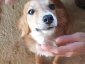 Cachorro raça  idade 1 ano nome -