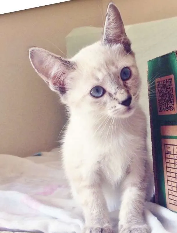 Gato ra a SRD idade 2 a 6 meses nome YASMIN