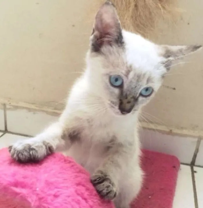 Gato ra a SRD idade 2 a 6 meses nome BEN