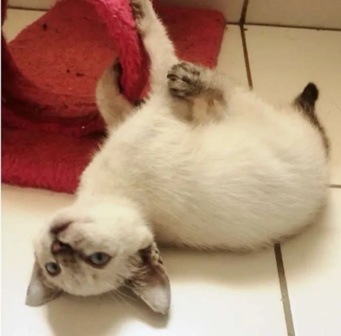 Gato ra a SRD idade 2 a 6 meses nome BEN