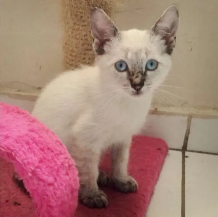 Gato ra a SRD idade 2 a 6 meses nome BEN