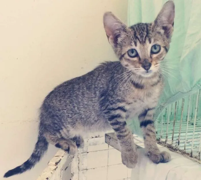 Gato ra a SRD idade 2 a 6 meses nome CHER