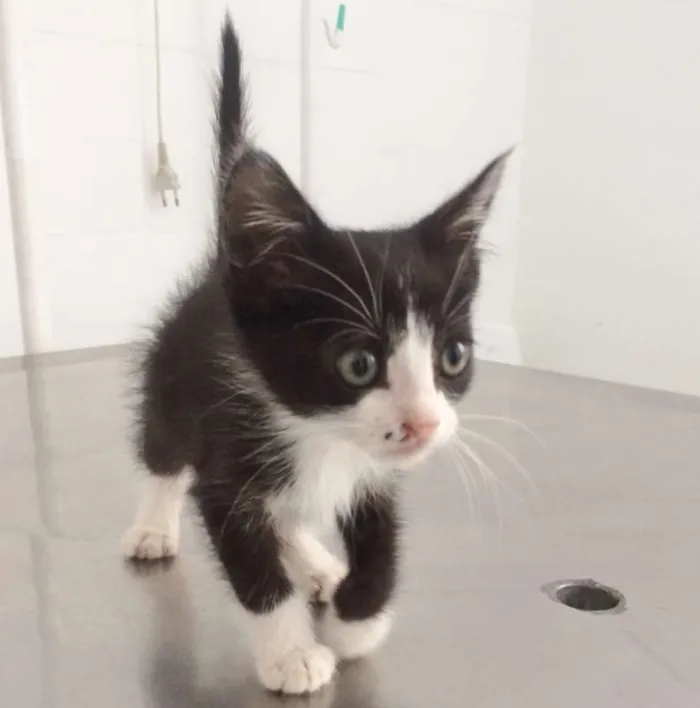 Gato ra a SRD idade 2 a 6 meses nome VICKY
