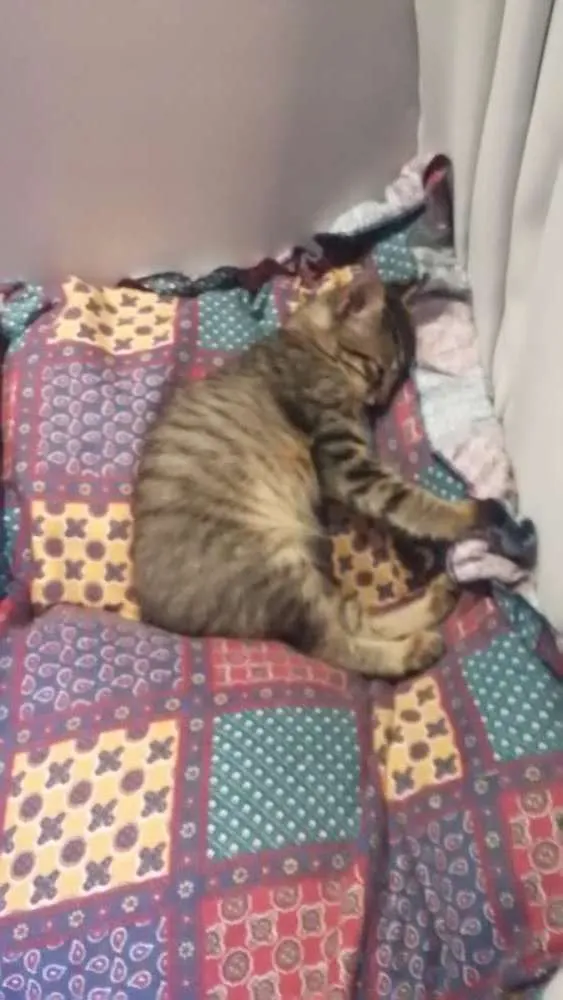 Gato ra a  idade Abaixo de 2 meses nome Gatinha 