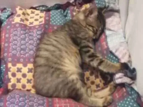Gato ra a  idade Abaixo de 2 meses nome Gatinha 