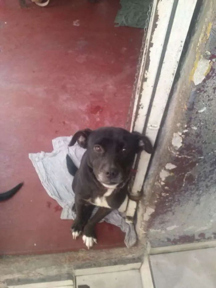 Cachorro raça SRD idade 6 ou mais anos nome Lorrana