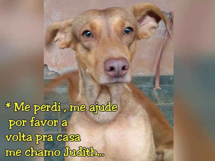 Cachorro ra a Vira Lata  idade 2 anos nome Judith