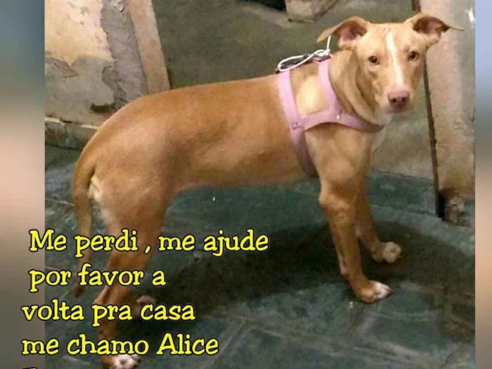 Cachorro ra a Mestiça idade 1 ano nome Alice 