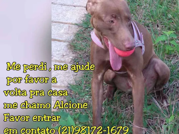 Cachorro ra a Mestiça idade 1 ano nome Alcione