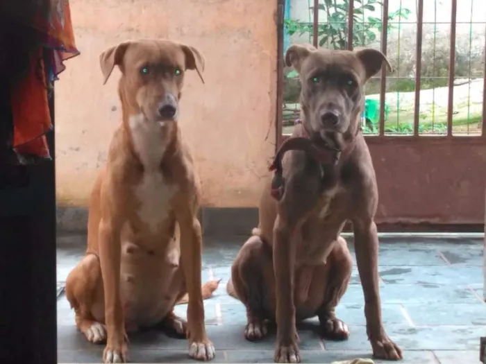 Cachorro ra a Mestiça idade 1 ano nome Alcione