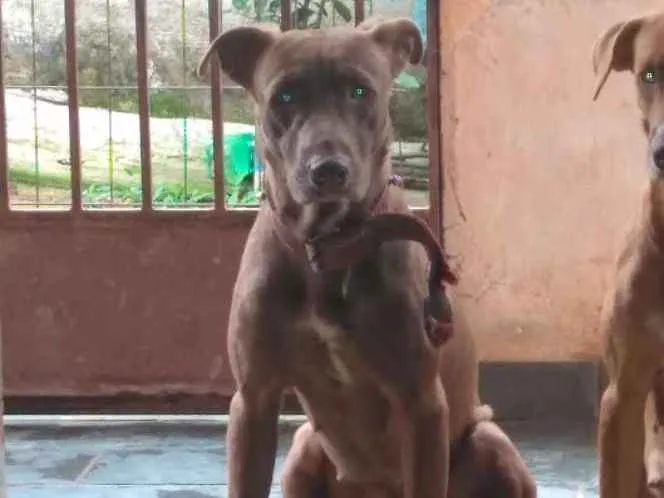 Cachorro ra a Mestiça idade 1 ano nome Alcione