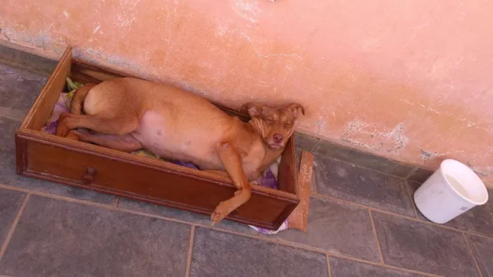 Cachorro ra a Vira Lata  idade 2 anos nome Judith