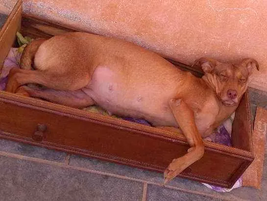 Cachorro ra a Vira Lata  idade 2 anos nome Judith