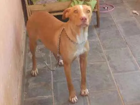 Cachorro ra a Mestiça idade 1 ano nome Alice 