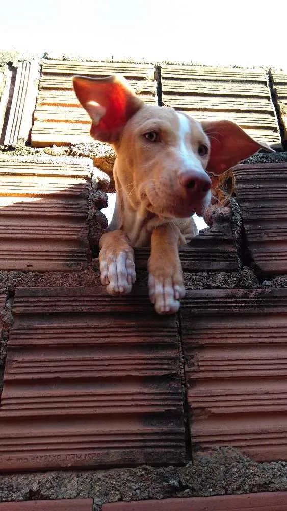 Cachorro ra a Mestiça idade 1 ano nome Alice 