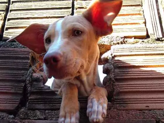 Cachorro ra a Mestiça idade 1 ano nome Alice 