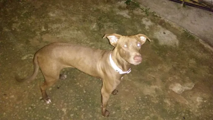 Cachorro ra a Mestiça idade 1 ano nome Alcione