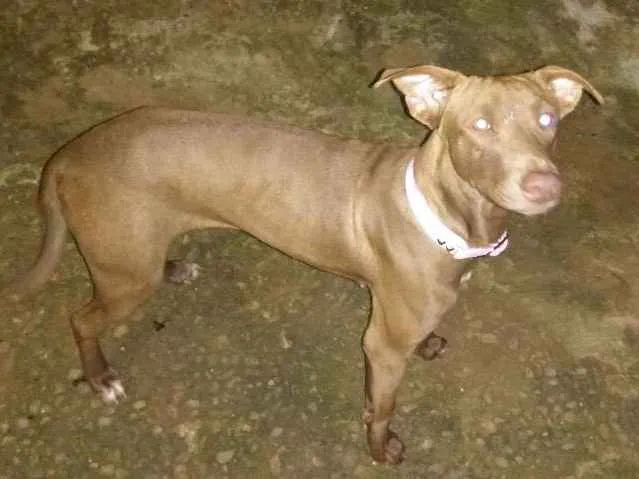 Cachorro ra a Mestiça idade 1 ano nome Alcione