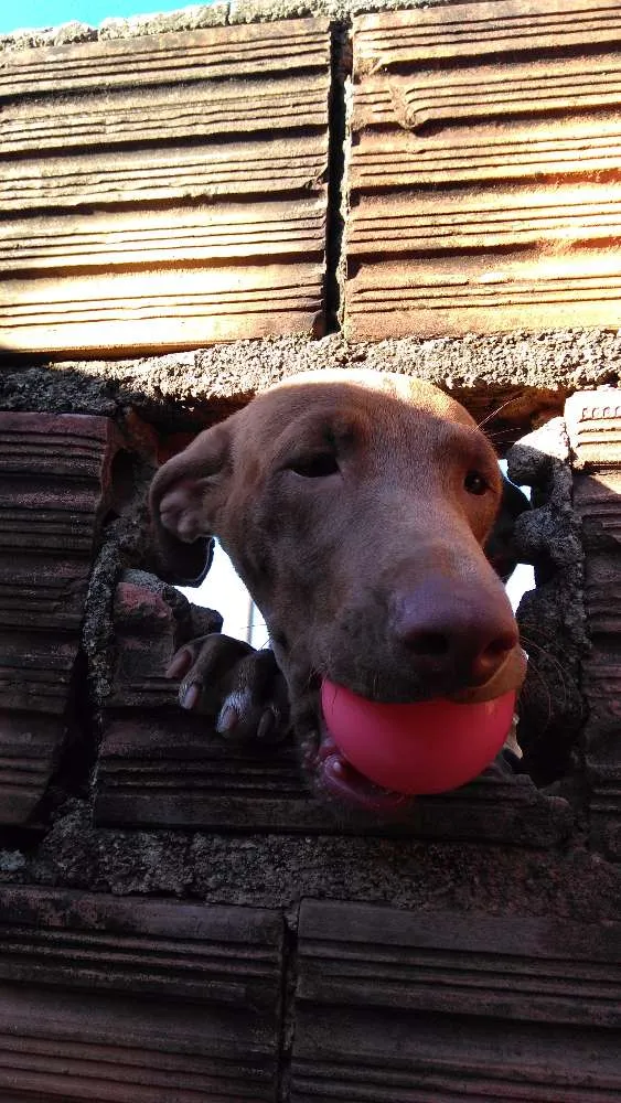 Cachorro ra a Mestiça idade 1 ano nome Alcione