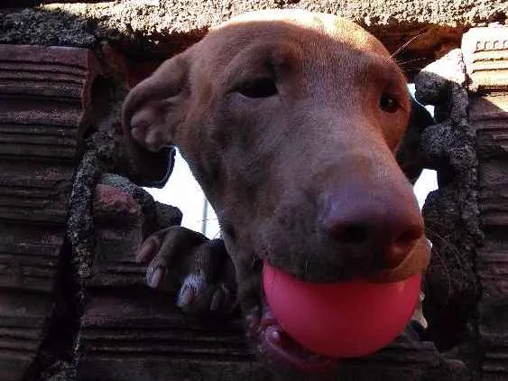 Cachorro ra a Mestiça idade 1 ano nome Alcione