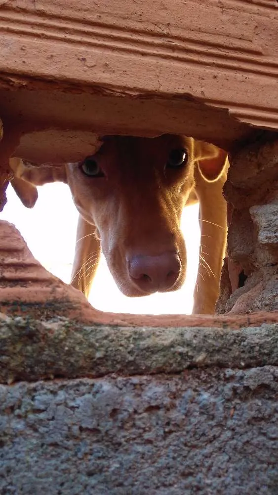 Cachorro ra a Vira Lata  idade 2 anos nome Judith