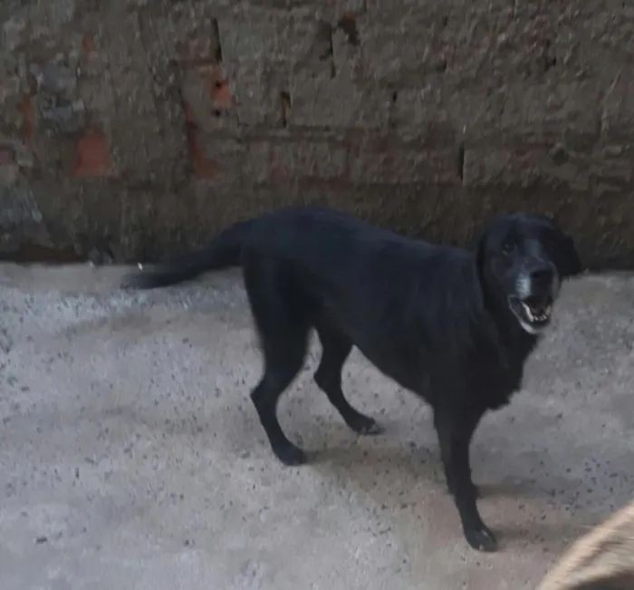 Cachorro ra a Labrador idade 3 anos nome Milli