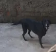 Milli