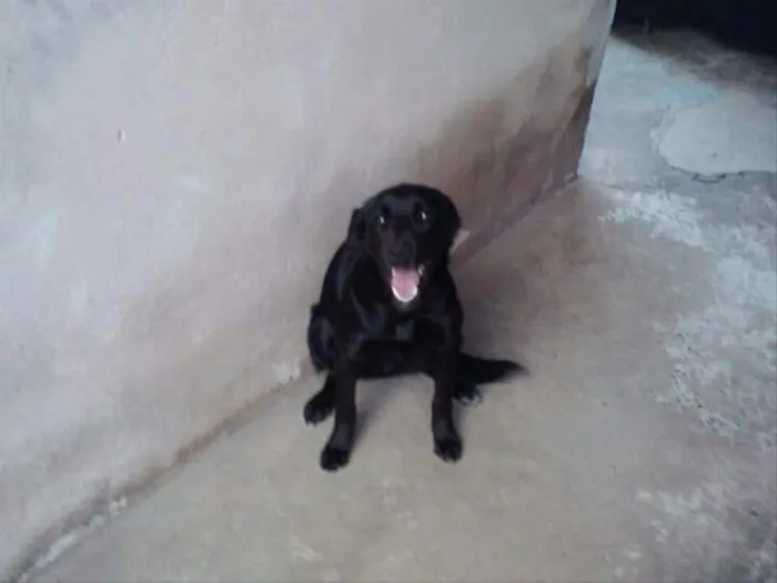 Cachorro ra a Labrador idade 3 anos nome Milli