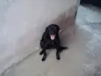 Milli