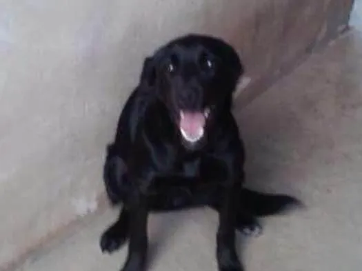 Cachorro ra a Labrador idade 3 anos nome Milli