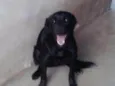 Milli