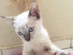 Gato raça SRD idade 2 a 6 meses nome BEN