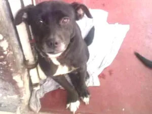 Cachorro raça SRD idade 6 ou mais anos nome Lorrana
