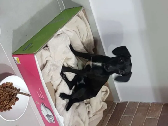 Cachorro ra a SRD idade 1 ano nome Pretinho