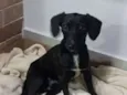 Pretinho