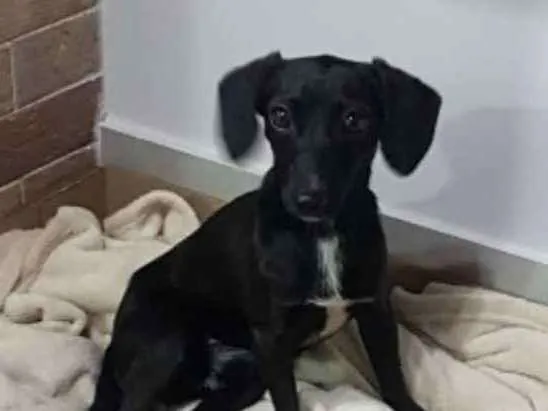 Cachorro ra a SRD idade 1 ano nome Pretinho