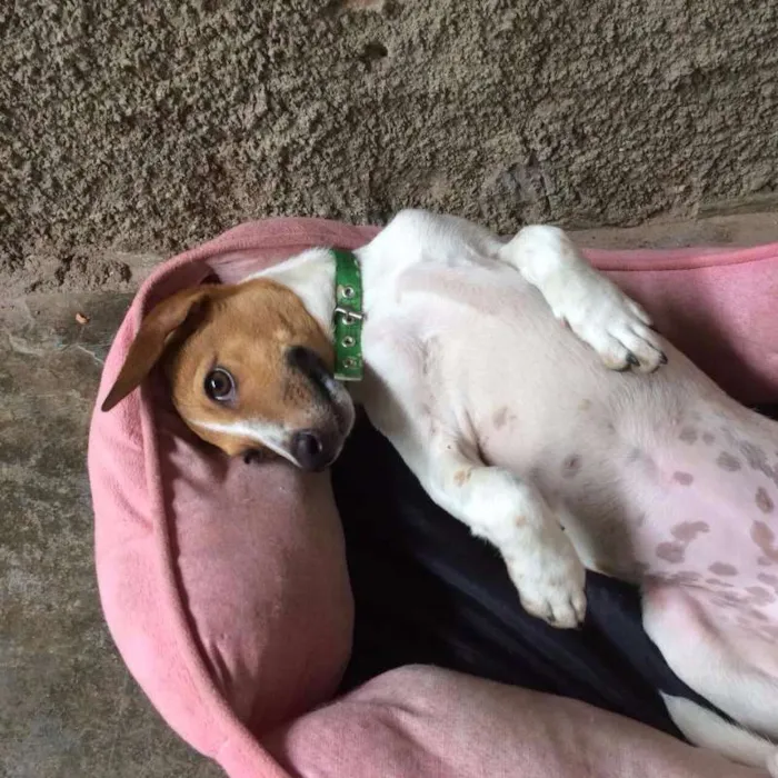 Cachorro raça Vira Lata idade 7 a 11 meses nome Mini