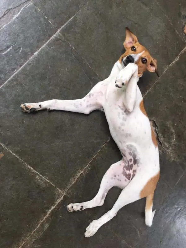 Cachorro raça Vira Lata idade 7 a 11 meses nome Mini