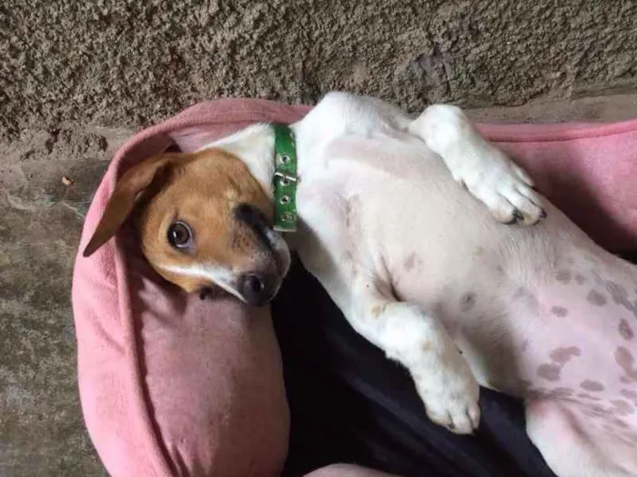 Cachorro raça Vira Lata idade 7 a 11 meses nome Mini