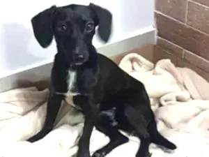 Cachorro raça SRD idade 1 ano nome Pretinho